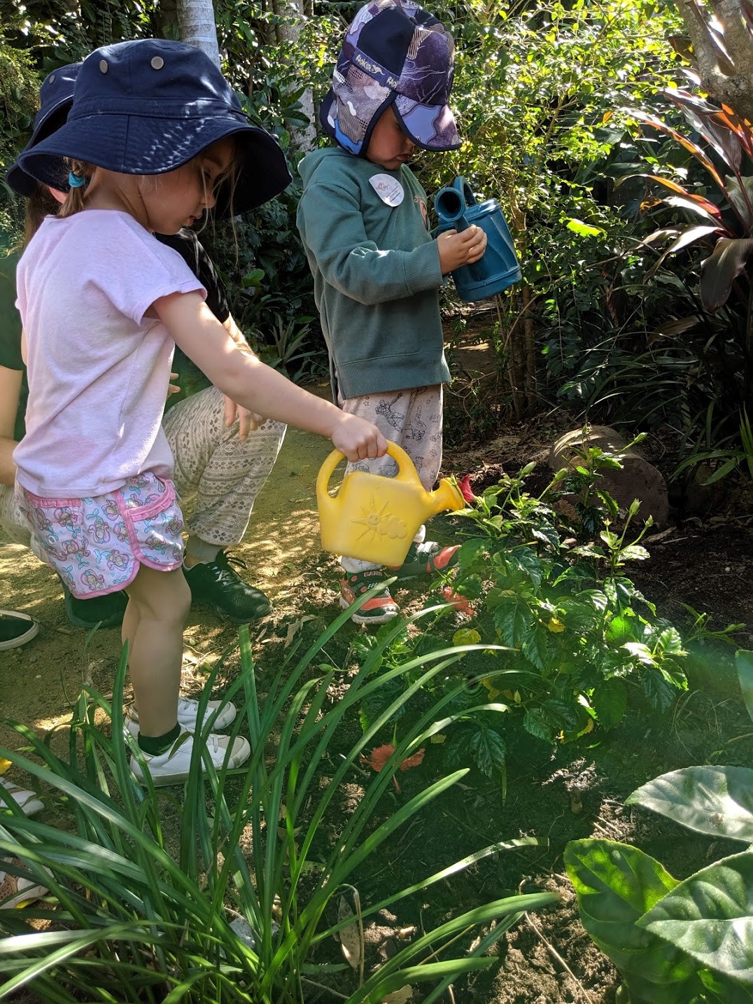 Caring for rainforest plants